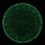 Particle Glow Proton Tempo - Édition Music City Open 2025