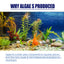 Dealgal Lichen Algae Control for Aquariums