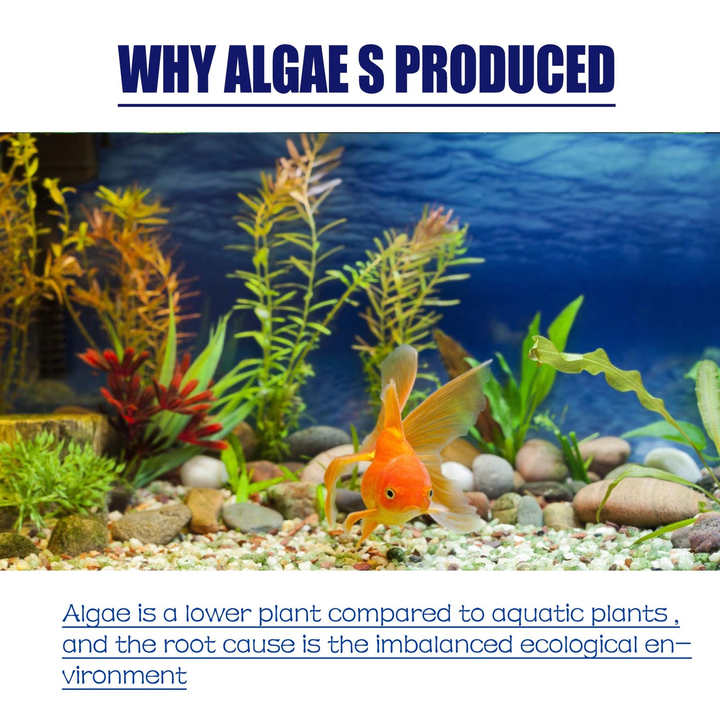 Dealgal Lichen Algae Control for Aquariums