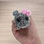 Chenille singing sad hamster keychain pendant Hamster emotional comfort doll - Korvel