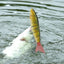 Balam 23cm Swimbait Lure for Big Bass and Catfish