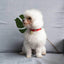 Claw Print Bone Alloy Bells for Pet Collars - Supplies for Dogs & Cats - Korvel