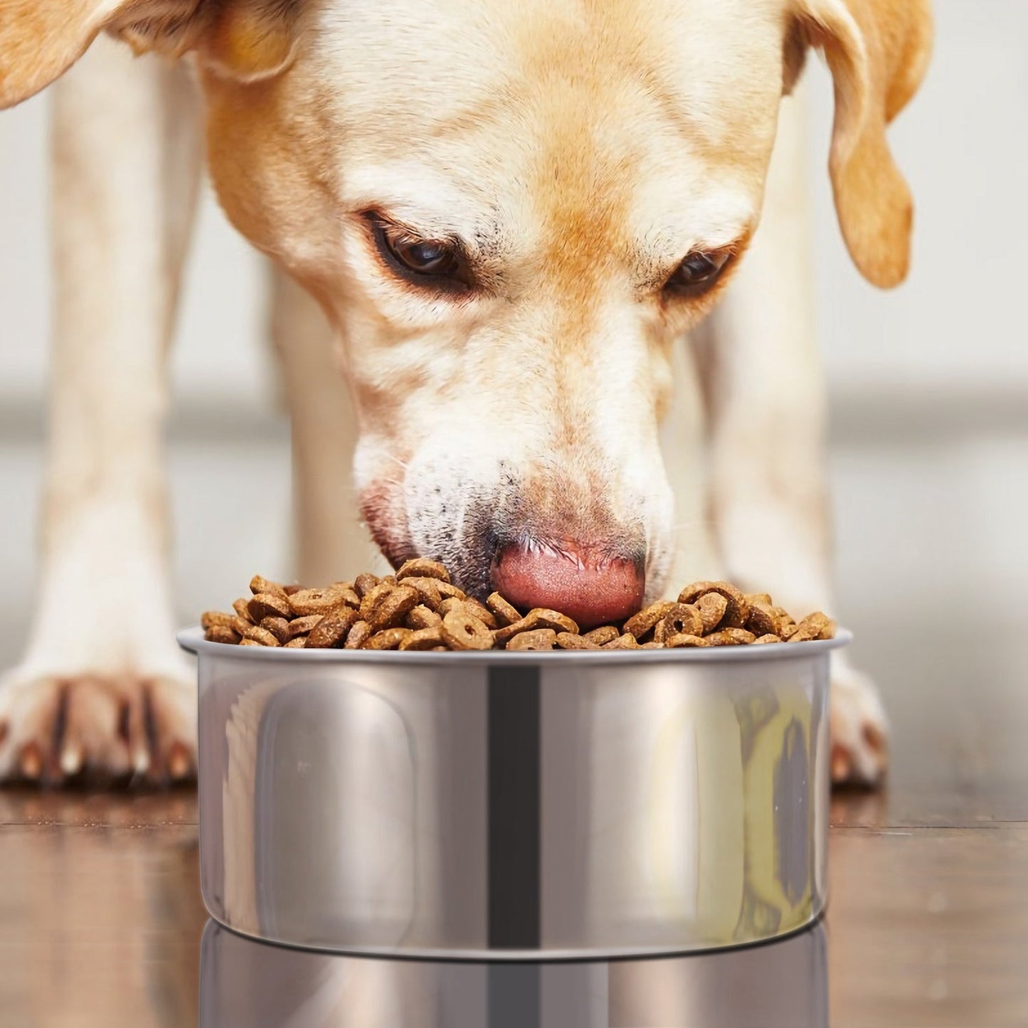 GBruno Stainless Steel Dog Bowl with Clamp Holder
