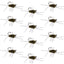 Premium Tungsten Bead Barbless Pat's Barred Rubber Legs Euro Nymphs - 12 Pack Size 6 - Korvel