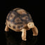 Turtle fish tank shaped handicraft resin ornaments - Korvel