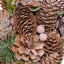 18.5'' PINE CONE WREATH - Korvel
