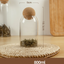 Food Storage Glass Jar with Wood Lid Ball Clear - Korvel