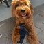 Mighty Bear Interactive Plush Dog Toy