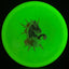 Disque de golf Nocturnal Flex Mustang