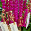 Pink Jade + 14k Gold Filled Toggle || Gemstone Necklace - Korvel