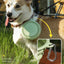 Dog Feeders Folding Silicone Bowl Outdoor Travel Foldable Portable Cat Dog Food Water Container Feeding Tray Bowl Pet Supplies - Korvel