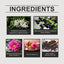 Charm Floral Drops With A Natural, Fresh, Elegant And Long-Lasting Fragrance That Exudes Personality And Charm - Korvel