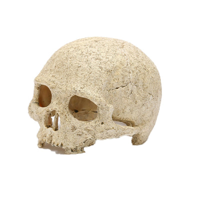 Skeleton Head Resin Skull Garden Sculpture