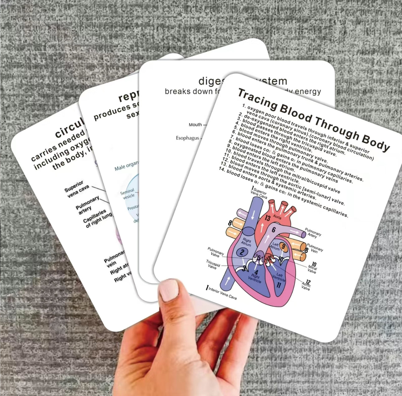 Tarjetas Didácticas AnatoLearn - Set de Estudio de Anatomía Humana de 21 Piezas