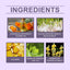 Gentle Herbal Ear Drops for Daily Ear Care