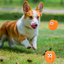 Pet Toy Latex Sound-emitting Pumpkin Realistic Cartoon Pumpkin Durable Dog Toy - Korvel