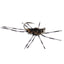 3 Pack Barbless Pat's Barred Rubber Legs Tungsten Bead Jigged Coffee/Black Euro Nymph  -  Hook Size 6 - Korvel