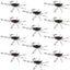 Barbless Pat's Barred Rubber Legs Tungsten Bead Jigged Coffee/Black Euro Nymph  - Set of 12 Flies Hook Size 6 - Korvel