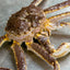 Crabe royal vivant premium livré frais