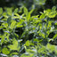 Premium Alfalfa Leaf Powder for Nutritional Wellness - Korvel