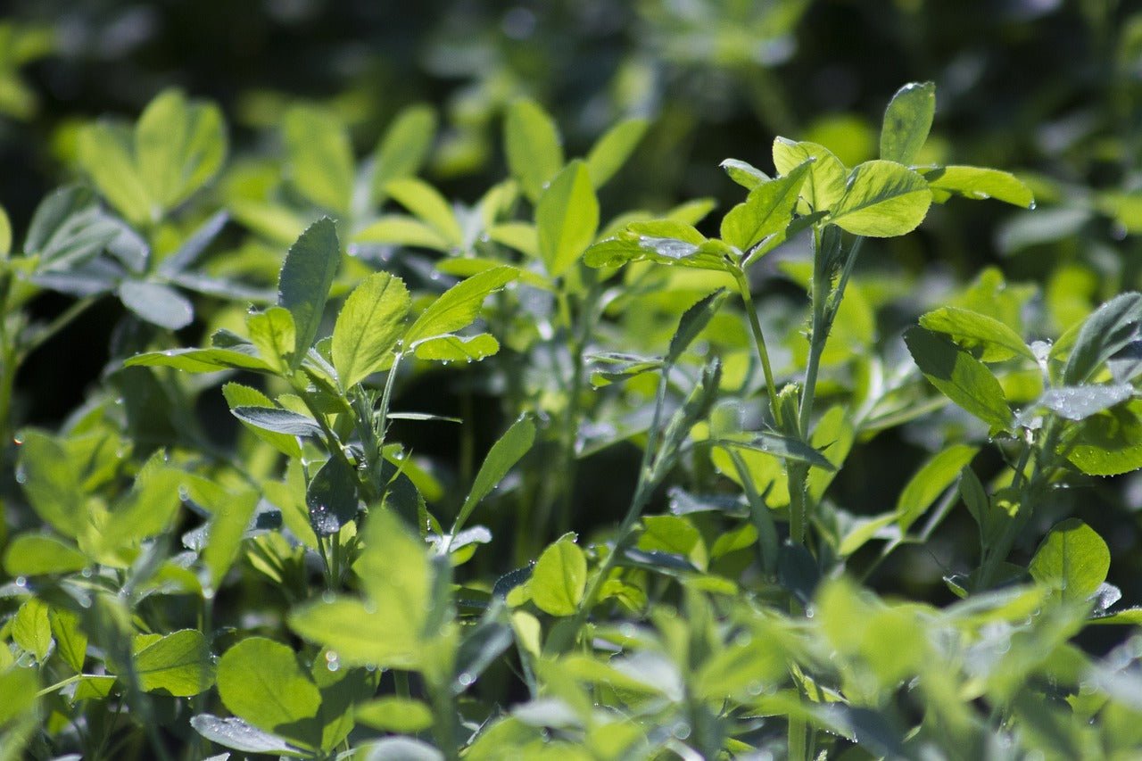 Premium Alfalfa Leaf Powder for Nutritional Wellness - Korvel
