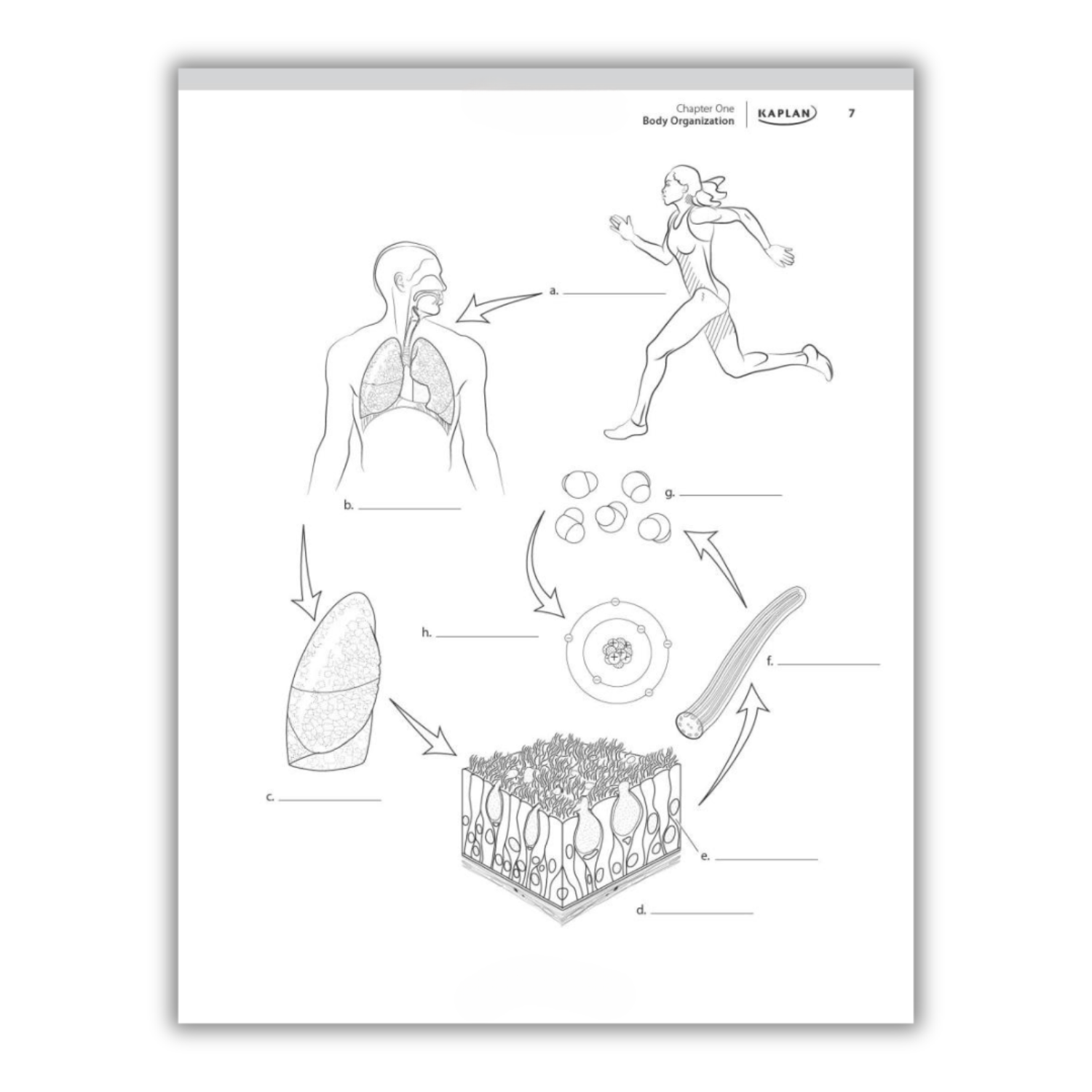 Kaplan's Comprehensive Anatomy Coloring Book: 10th Edition (Spiral Bound) - Korvel