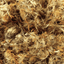 Whole Arnica Flowers - Natural Healing Power - Korvel