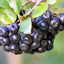 Organic Dried Aronia Berries - Superfood Snack - Korvel