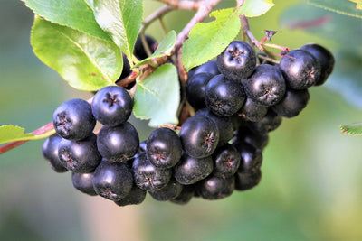 Organic Dried Aronia Berries - Superfood Snack - Korvel