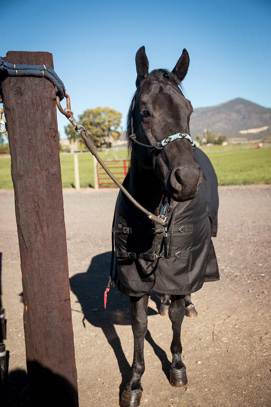 Cassidy Premium Halter with Beaded Noseband - Korvel