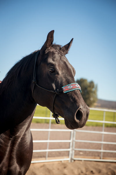 Turquoise Beaded Navajo Horse Halter - Korvel