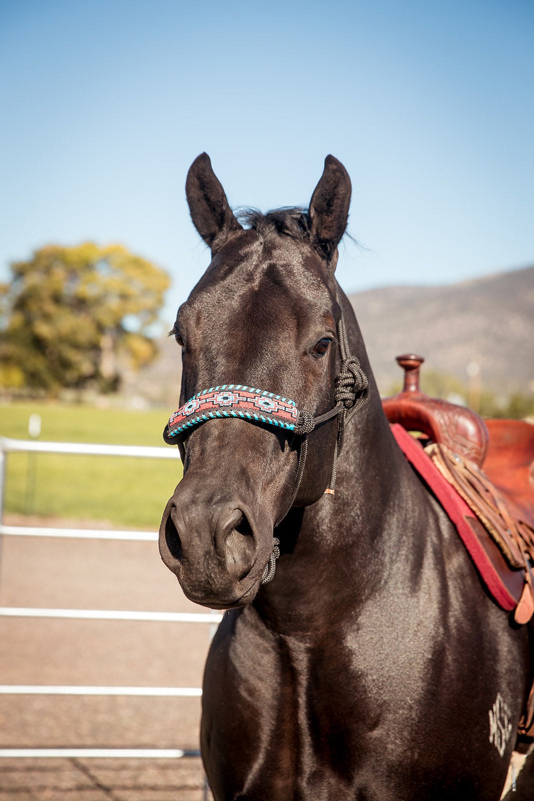 Turquoise Beaded Navajo Horse Halter - Korvel