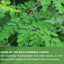 FreshDrinkUS Herbal Tea Duo: Turmeric Ginger Cinnamon & Moringa Leaf