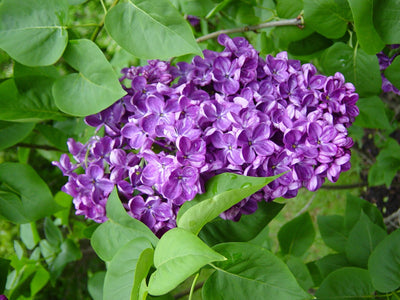 Lilac Soy Candle – Soft & Floral Scent | Mam Jam’s - Korvel