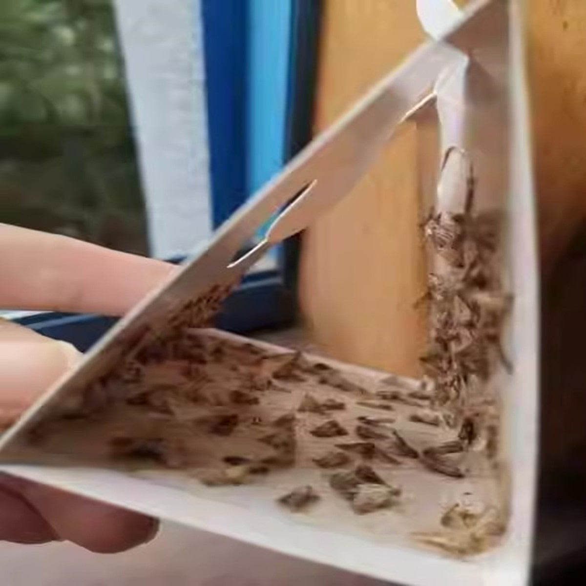 Hot sell pheromone moth trap high effective pantry moth traps eco-friendly moth traps - Korvel