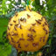 Fly Ball Traps 8cm Insects Fly Swatter Fruit Flies Trap Reusable Hanging Trap Ball Pest Repeller Killer Garden Supplies - Korvel
