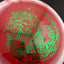 Halo Star Gorgon - Édition des Fêtes Disc Golf Driver