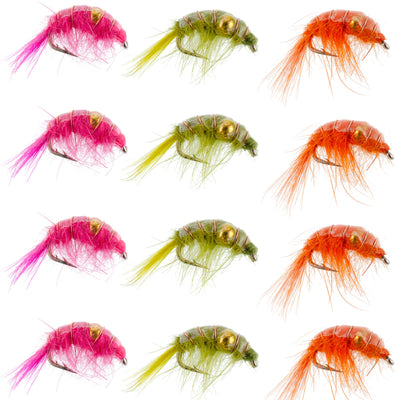Assortiment de crevettes scud perlées - 1 douzaine - Taille 16