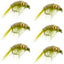 Olive Beaded Shrimp Scud Nymph Flies - 6 Pack - Size 12 for Tailwater Fishing - Korvel