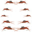 Kaufmann's Premium Brown Stonefly Nymph Assortment - Bead Head Rubber Legs Wet Flies (Sizes 6, 8, 10, 12) - Korvel