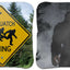Ultimate Bigfoot 1.0 Cornhole Set - Premium Quality & Design - Korvel