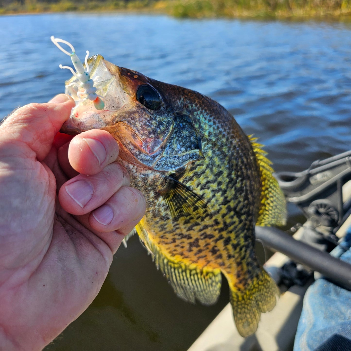 Custom 1.375" Soft Stonefly Nymphs - Korvel