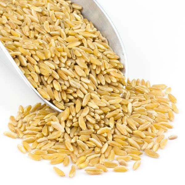 Organic Kamut Grain - Nutrient-Dense Superfood - Korvel