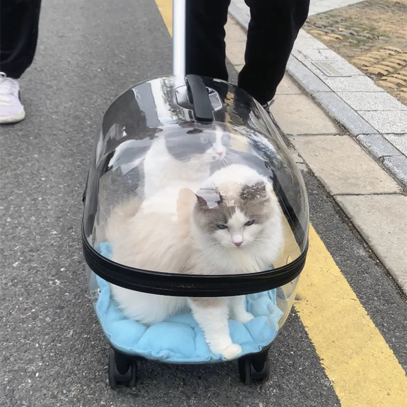 Transporteur de voyage en capsule transparente pour animaux de compagnie