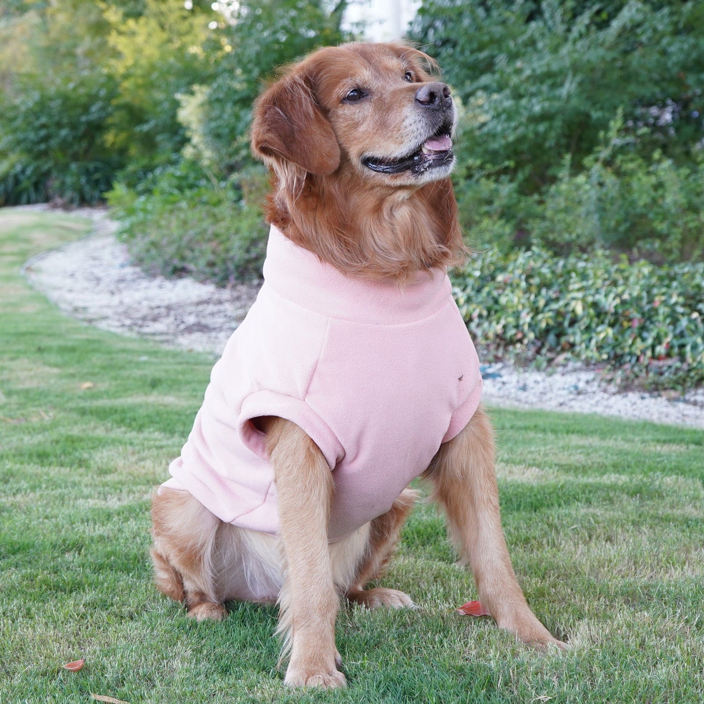 Pull pour animaux de compagnie haut de gamme pour grandes races - Collection hiver