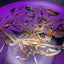Disco Composite Era Signature - Edición Drew Gibson