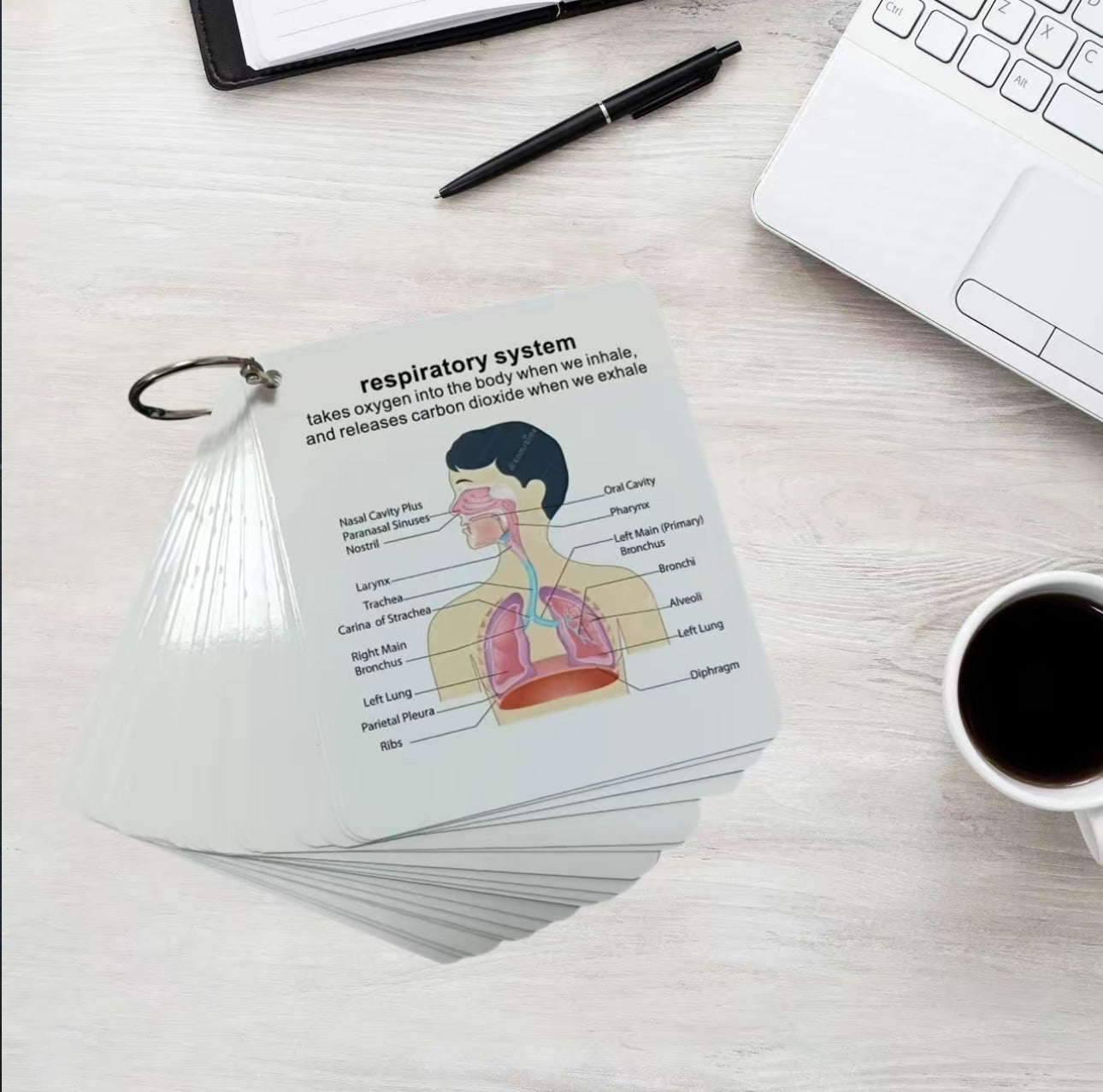 Tarjetas Didácticas AnatoLearn - Set de Estudio de Anatomía Humana de 21 Piezas