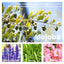Beauty Ball Essential Oil, Firming Plump Massage Beauty Breast Care Essential Oil - Korvel