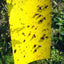 Double sidedStrong Flies Traps Bugs Sticky Board Catching Aphid Insects Killer fly Control Whitefly Thrip Leafminer Glue Sticker - Korvel