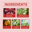 Charm Perfume Spray Natural Fresh Lasting Charm Temperament Amber Fragrance Light Elegant Body Perfume - Korvel